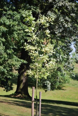 Fraxinus pensylvanica 'Acubifolia' - jasan pensylvánský - letní habitus (78)